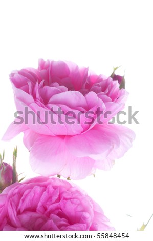 blossom pink roses on white