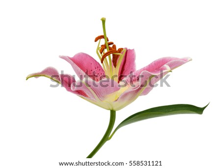 beautiful lily flower isolated on white background