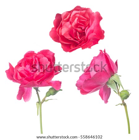 beautiful pink color roses isolated on white background