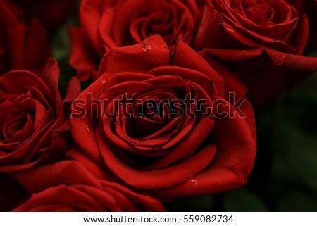 Beautiful pink roses closeup with green leaves