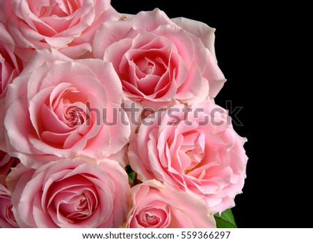 Bunch of pink roses-black background