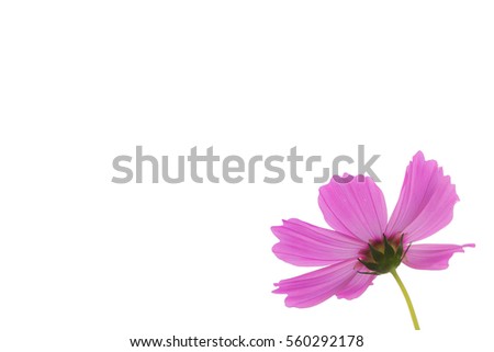 Single Pink Cosmos Flower on white background.