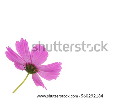 Single Pink Cosmos Flower on white background.