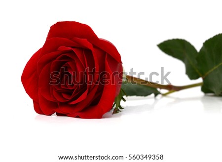A red rose blooming on white