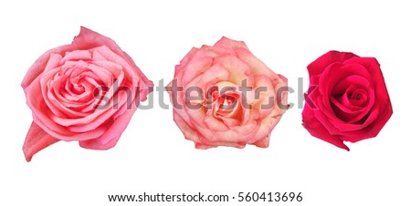 Beautiful pink and red roses isolated on white background.Set of flowers