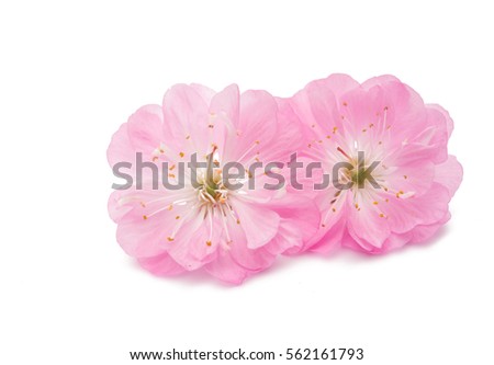 sakura flower isolated on white background