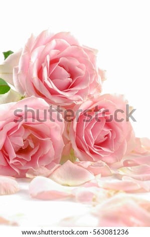 Three pink roses with petals on white background