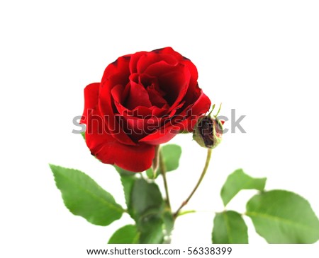 Beauty red rose over white