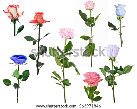 set of eight roses isolated on white background