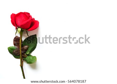 the red rose isolated on white background, Valentine day
