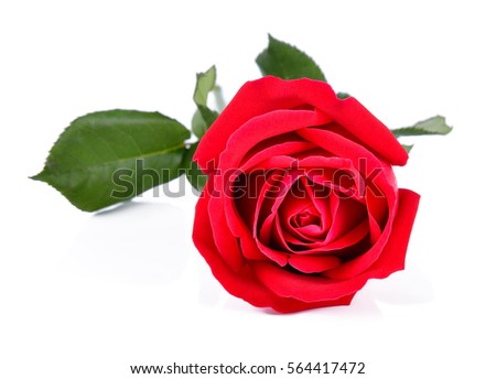 Beautiful red roses on a white background.
