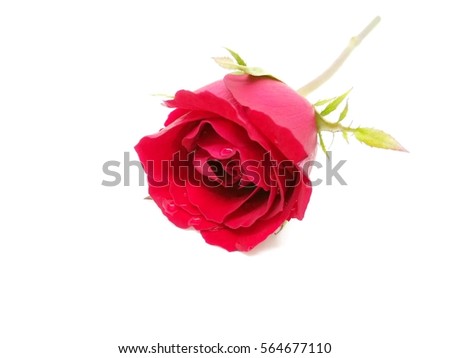 Blooming red rose on white background