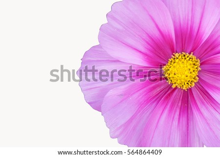 cosmos flower on white background. Isolate Cosmos flower.