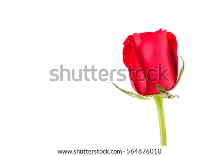 Happy Valentine's Day, a beautiful single red rose is blooming on white background (left space for text).