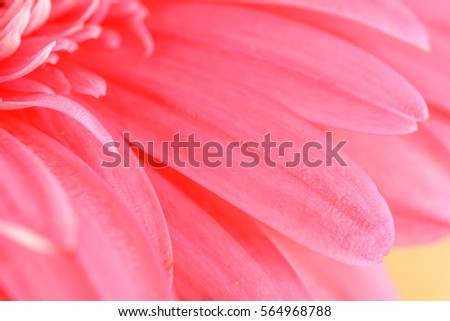 Pink Gerbera Flower Petals Abstract Macro
