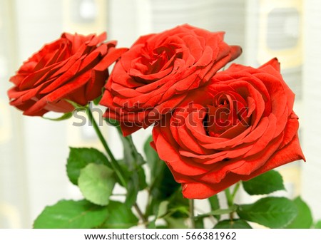 bright rose flower