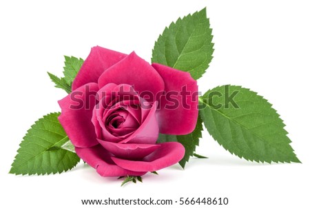 pink rose flower head isolated on white background cutout.