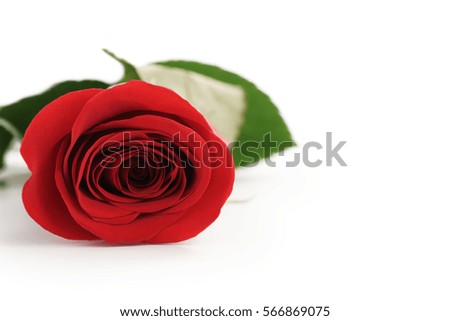 beautiful single red rose on white background with copy space, isolated photo