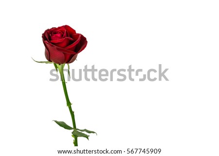 isolated red rose flower on white background