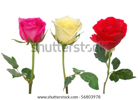 Roses isolated on white