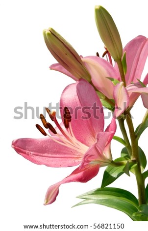 pink lily isolated