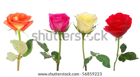 Assorted colorful roses collection