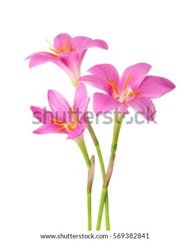 Three pink lilies isolated on a white background. Rosy Rain lily