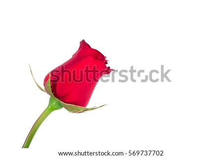 Valentines day isolated red rose flower white background.
