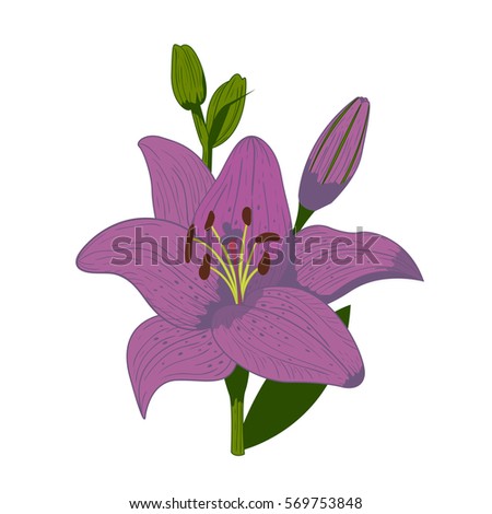 Vintage lily flower vector illustration.