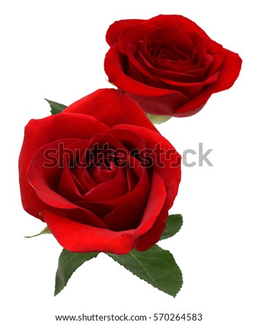 red rose flower gift