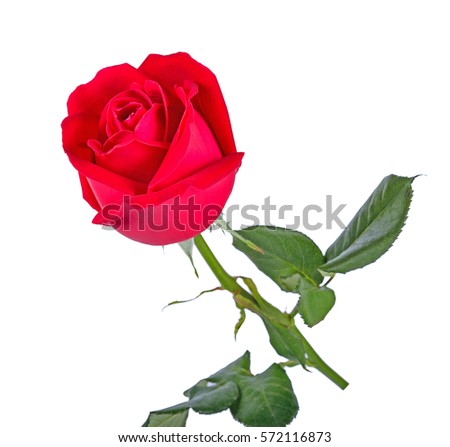 Beautiful red roses on a white background.