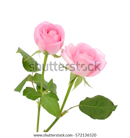 beautiful pink rose flowers isolated on white background