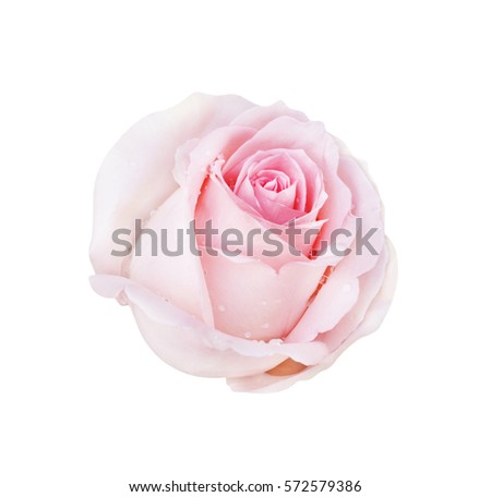 Pink rose isolated on white background and water drop, clipping path.