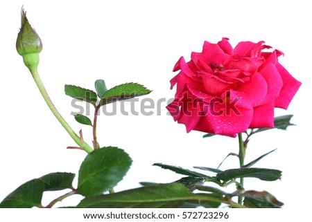 beautiful rose on white background