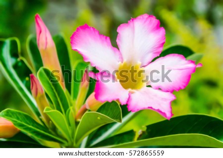 blur flower Pink Bignonia background