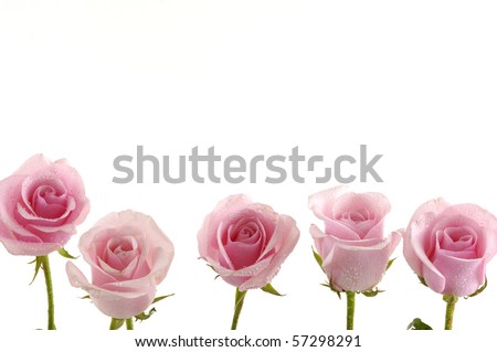 Row of pink rose on white background