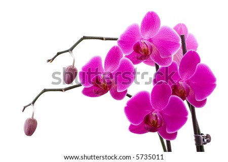 Sogo Cherry (Doritaenopsis) Orchid Isolated 03