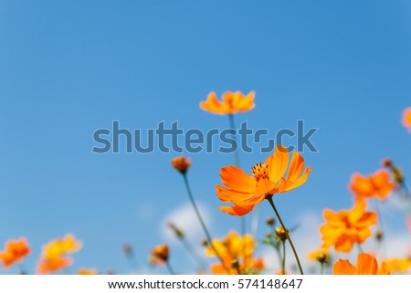 close up yellow cosmos flower on natural blue sky background