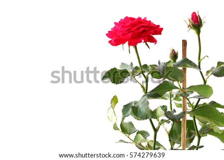 colorful red rose on white background