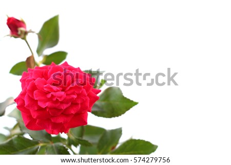 colorful red rose on white background