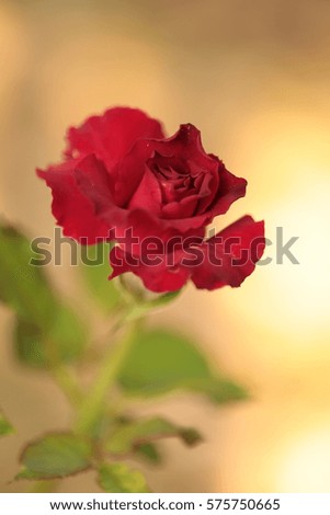 Rose: red roses on the beginning of it.