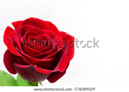 Closeup of fresh red rose, white background