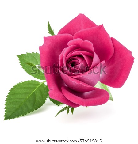 pink rose flower head isolated on white background cutout.