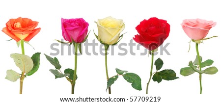 roses isolated on white