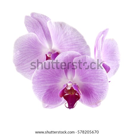 Orchid flowers isolated on white background closeup