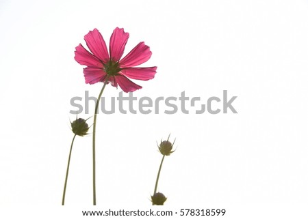 Background of cosmos flowers blooming