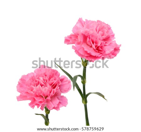 beautiful pink carnation flowers isolated on white background