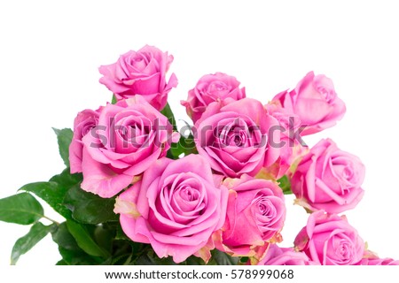 Bunch of violet blooming fresh rose flowers close up isolated on white background