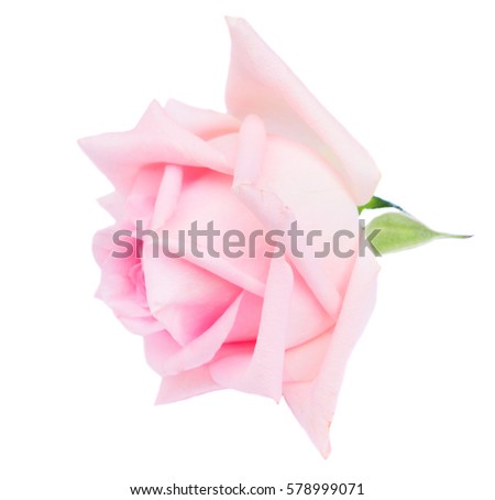 One pink fresh blooming fresh rose bud isolated on white background