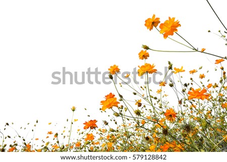 cosmos flower colorful on blue sky bright background